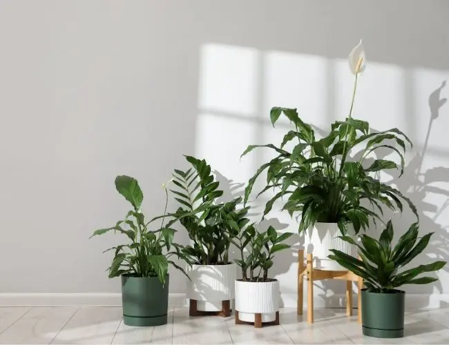 krukväxter som ska packas ner inför flytt